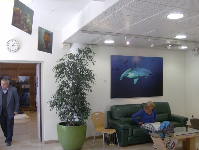 Entrée de la salle Marie-Mauron. Au mur une des deux photos de requin de Ludovic Savariello. Ces deux photos viennent d'arriver à Marseille à La Timone : Ludovic les installe dans la salle de   jeux des enfants malades. C'est vraiment sympathique. 