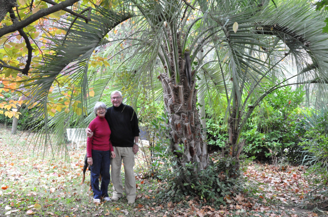 Catherine et Jean Marin "sous" le palmier qui n'avait que quelques centimètres lorsque Frédéric Dumas le leur offrit.  Photo Franck Machu 2012.