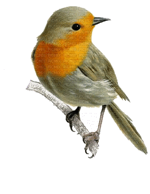oiseau - GIF anim� gratuit